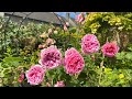 10 Most Fragrant Rose In My Garden 2024 Part 2 10 Most Fragrant Rose In My Garden 2024 Part 2