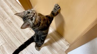 夜食を食べにいこうとすると寝室から必死になってついてくる猫w