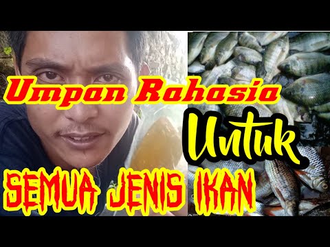 tes-umpan-jitu-untuk-ikan-mas,-bawal,wader,melm-dll-_-pasti-ngomset