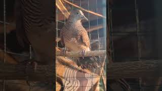 kalung usus plus ekor 12 #perkutut #perkututlokal #shorts