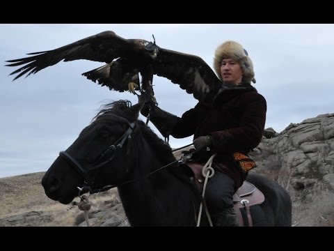 Беркутчи, охота на