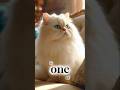 5 Most Beautiful Cat Breeds in the World | True sphere #facts #catshorts #cats #catstory #marscat