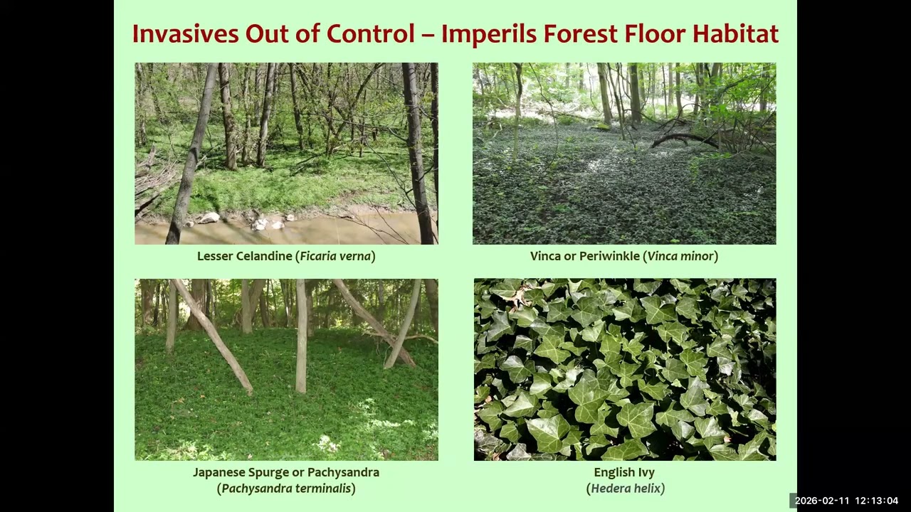 Ephemeral Excitement: The Spring Rush For Sunlight, Nectar, Pollen & Love