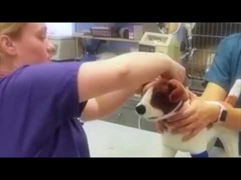 How to apply a gauze muzzle