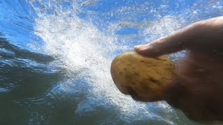 Huge Agate!