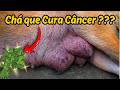 CADELA COM LEITE EMPEDRADO CAROÇO NAS MAMAS COMO RESOLVER EM CASA COM ERVA NATURAL
