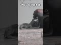 活発になってきたトドの赤ちゃん #shorts #sealions #aquarium