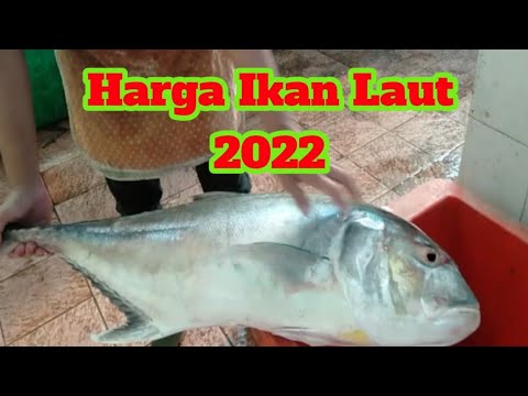 Harga Ikan Per Kg