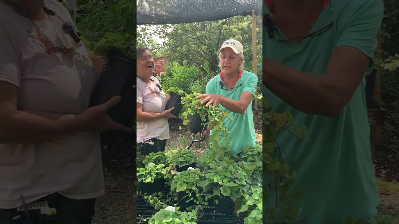 The Shady Ladies are swooning over Tiarella, Heucherella & Penstemon