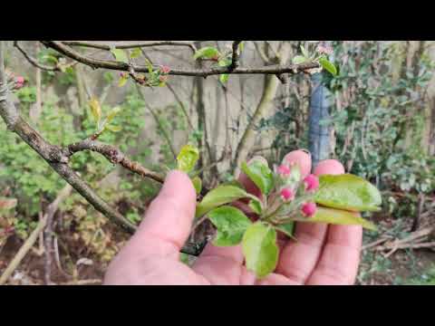 Video: April Cares With Fruit Bushes