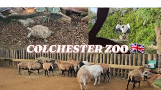 COLCHESTER ZOO TOUR - UK (PART 1) | One of the Best Zoos in the UK 🇬🇧