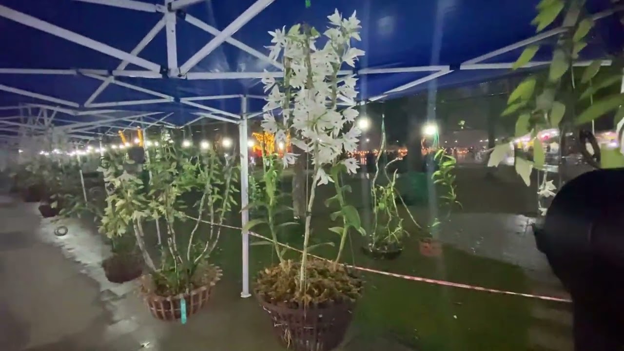 Khu trưng bày hoa lan tai lễ hội đền hùng