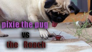 Pixie the Pug vs the Roach