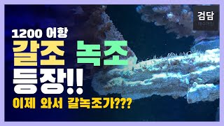 1200 어항 갈조,녹조 등장! (물잡이가 끝났는데??)