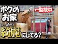 馬房掃除中の学生の女の子に対して、姑のように目を光らせて監視する引退競走馬がヤバすぎましたwww【ツルマルボーイ様のシモベ】