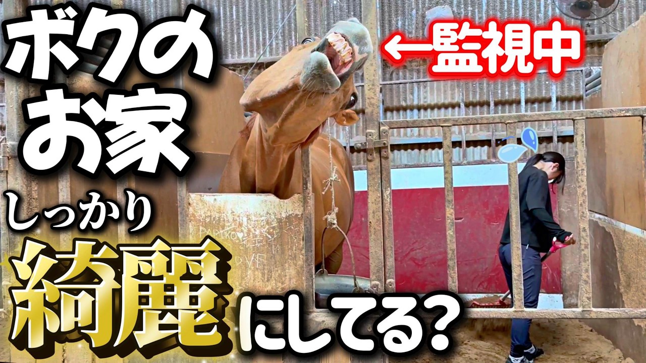 馬房掃除中の学生の女の子に対して、姑のように目を光らせて監視する引退競走馬がヤバすぎましたwww【ツルマルボーイ様のシモベ】