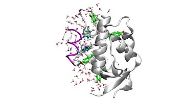 Relaxation process of TAD-p53 on MDM2. Longer version of Movie S5 published as a JCTC article.
