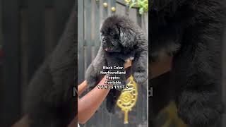 Best Quality Newfoundland Dog Puppies For Sale #shorts #trending #viral #reels