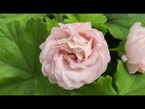#876. Обзор цветения