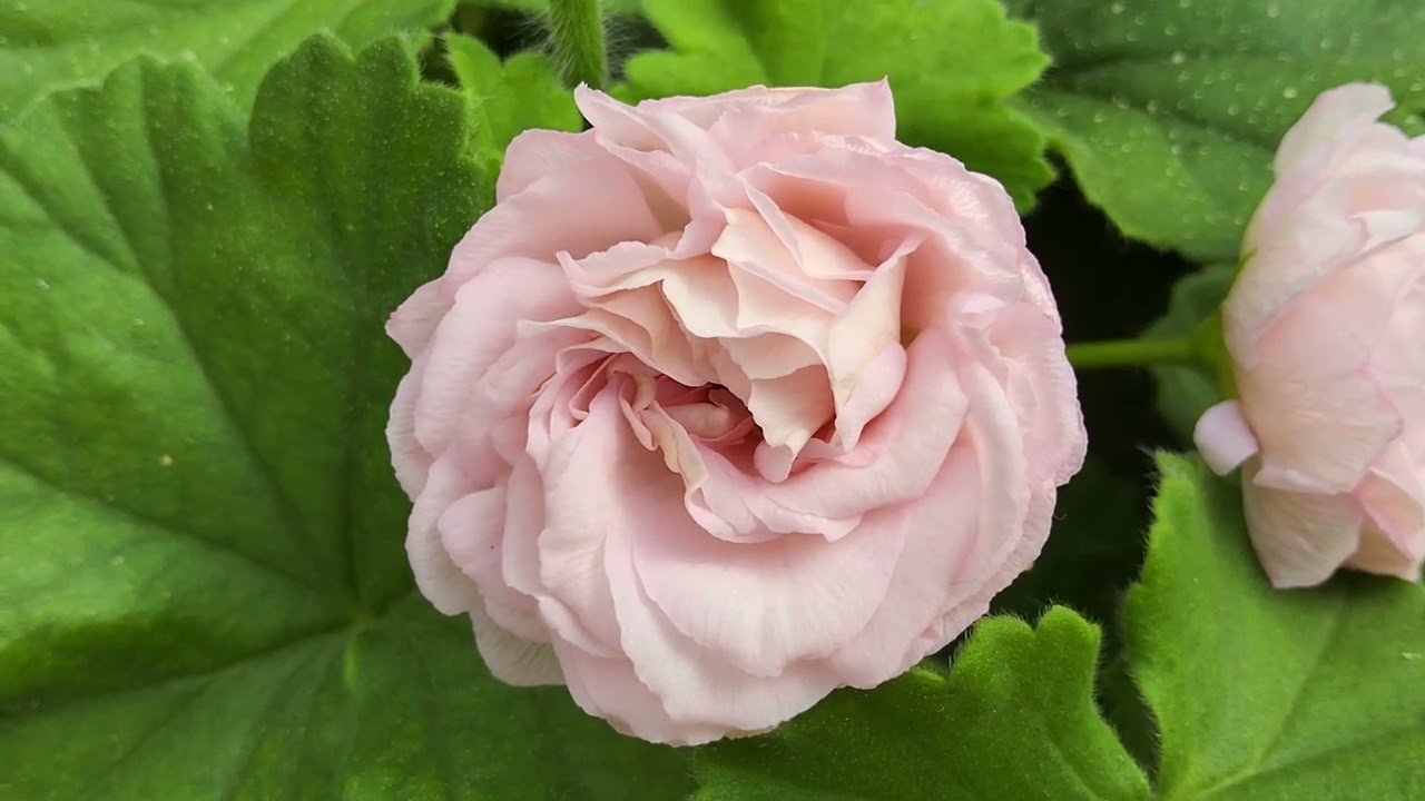 #876. Обзор цветения пеларгоний. Внимание к китайским сортам