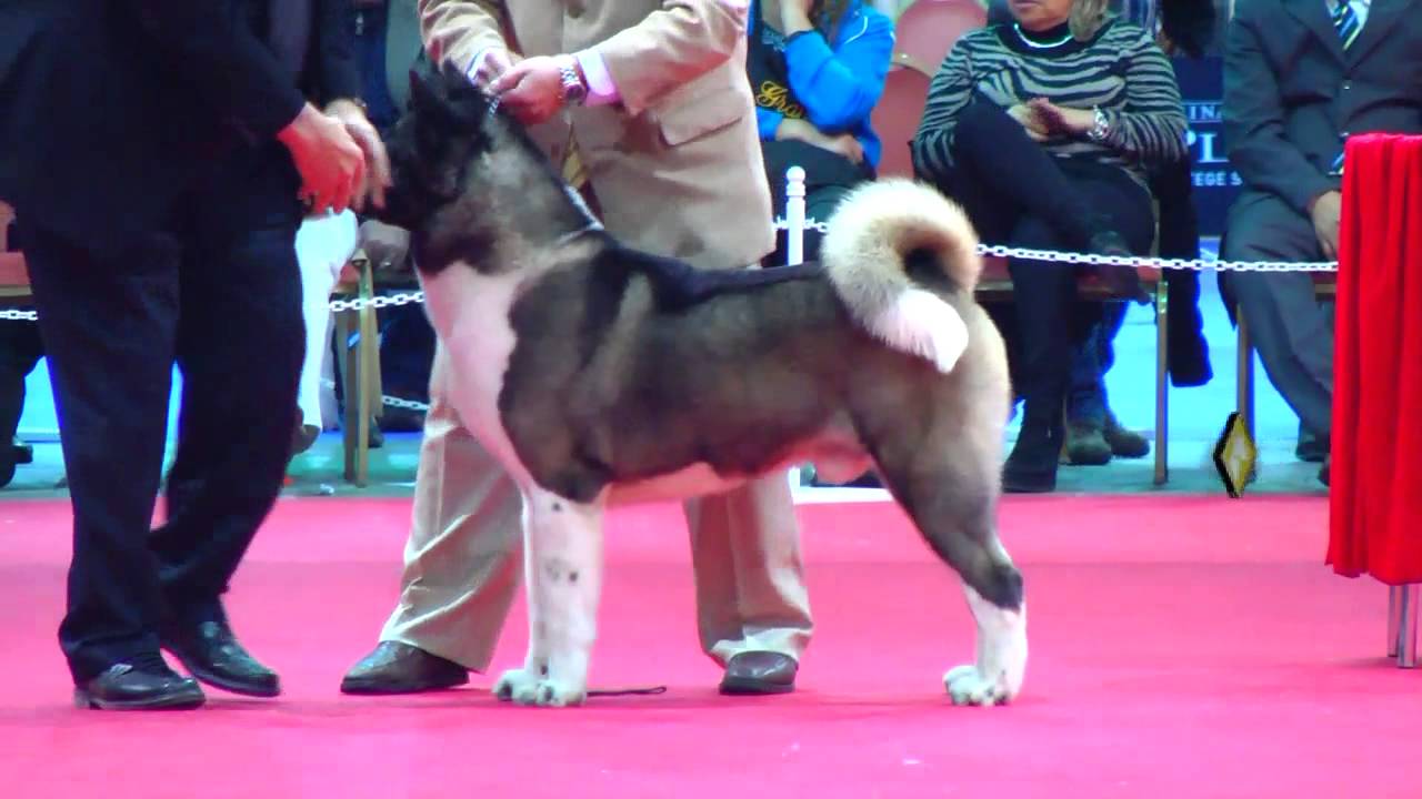"Perros en acción" Exposición N° 234 Federación Cinológica Argentina