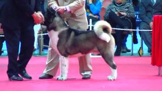 'Perros en acción' Exposición N° 234 Federación Cinológica Argentina