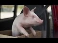Vodafone: Piggy Sue, il maialino smarrito 