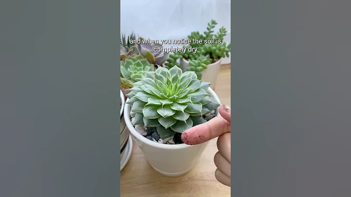 MISTAKES MAY KILL YOUR SUCCULENTS - DayDayNews