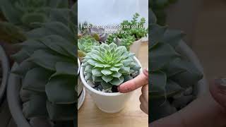 MISTAKES MAY KILL YOUR SUCCULENTS screenshot 5