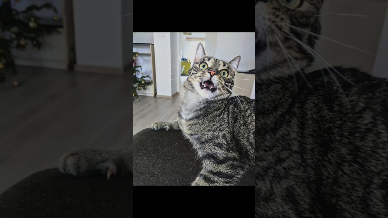 #music #phonkmusic #угарныйконтент #мем #смехпродлеваетжизнь #юмор