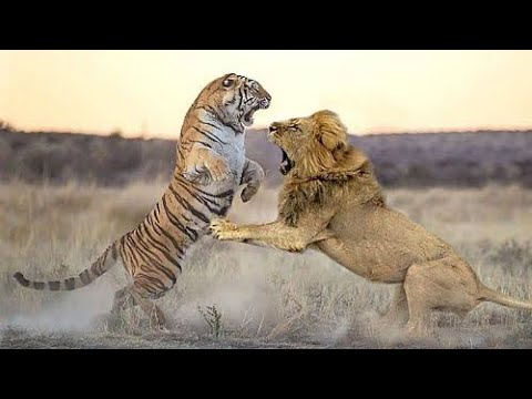 Kumpulan Perkelahian  Singa vs Harimau Terbaik 2021 Pertarungan Hewan Pemangsa YouTube