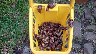 aku mencari siput dgn mendorong keranjang belanja dari supermarket💪