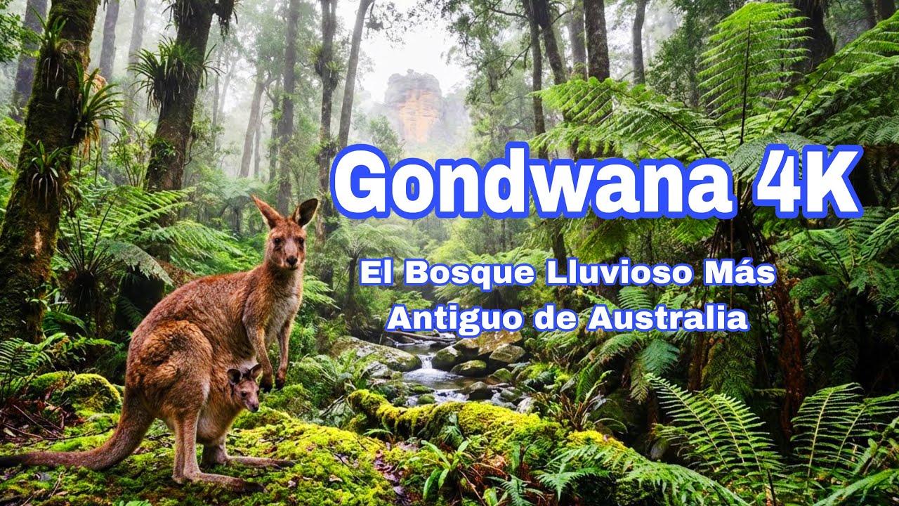Gondwana en 4K: El Bosque Lluvioso Más Antiguo de Australia | Maravilla Natural y Patrimonio Mundial