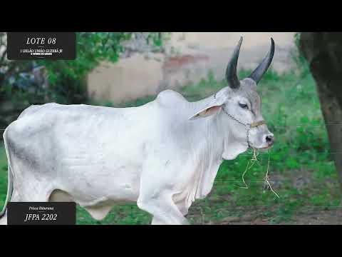 LOTE 8:  JFPA 2202 Prisca