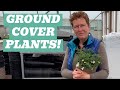 Transform your outdoor space with these top 5 ground cover plants