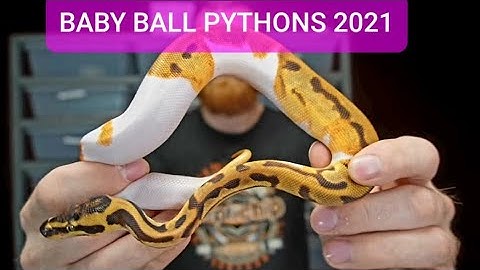 Baby Ball Python  2021 !!!  BEAUTIFUL SNAKES - orange dream/mahogany/superfly/ PIED AND  CLOWN !!!