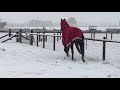 We had a lot of snow over the weekend and didn't know whether we should turn the racehorses in training out as per usual or keep them in, but soon realised they wanted to be out! They are toasty warm and dry under their superb Premier Equine rugs (which we swear by). It is great having facilities whereby we can turn the racehorses out - whatever the weather!