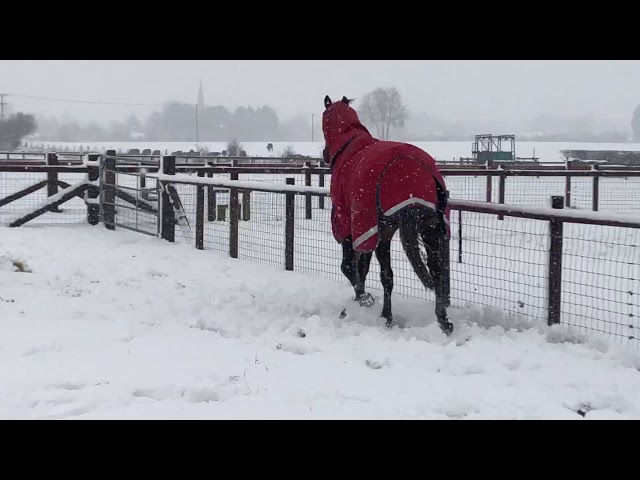 Racehorses turned out in the snow at Simon Earle Racing