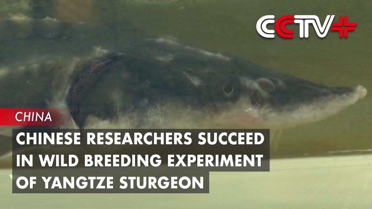 Chinese Researchers Succeed in Wild Breeding Experiment of Yangtze Sturgeon