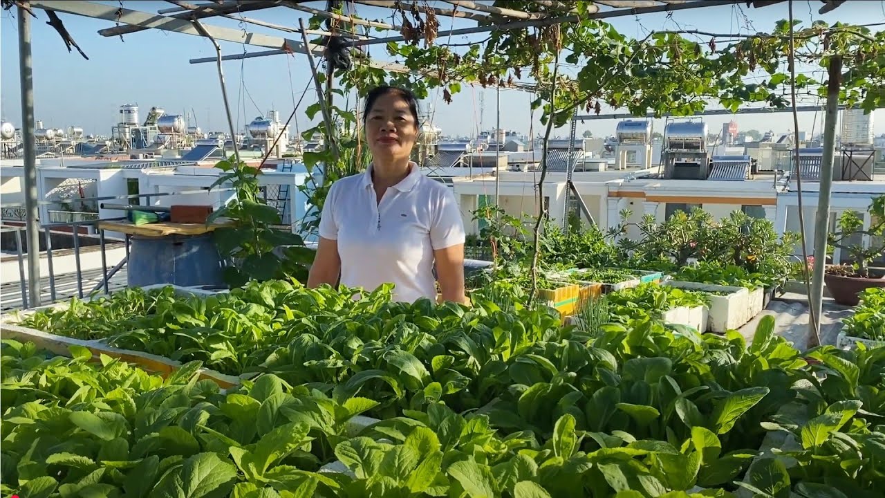 Tự trồng rau ăn quanh năm trên sân thượng – Cô Sao làm được, bạn cũng làm được!