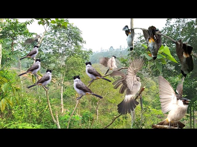 emang boleh dapat sebanyak ini guys !! panen BURUNG KUTILANG liar class=