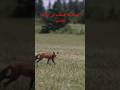 اصطياد الثعلب من طرف الضبع Shorts 