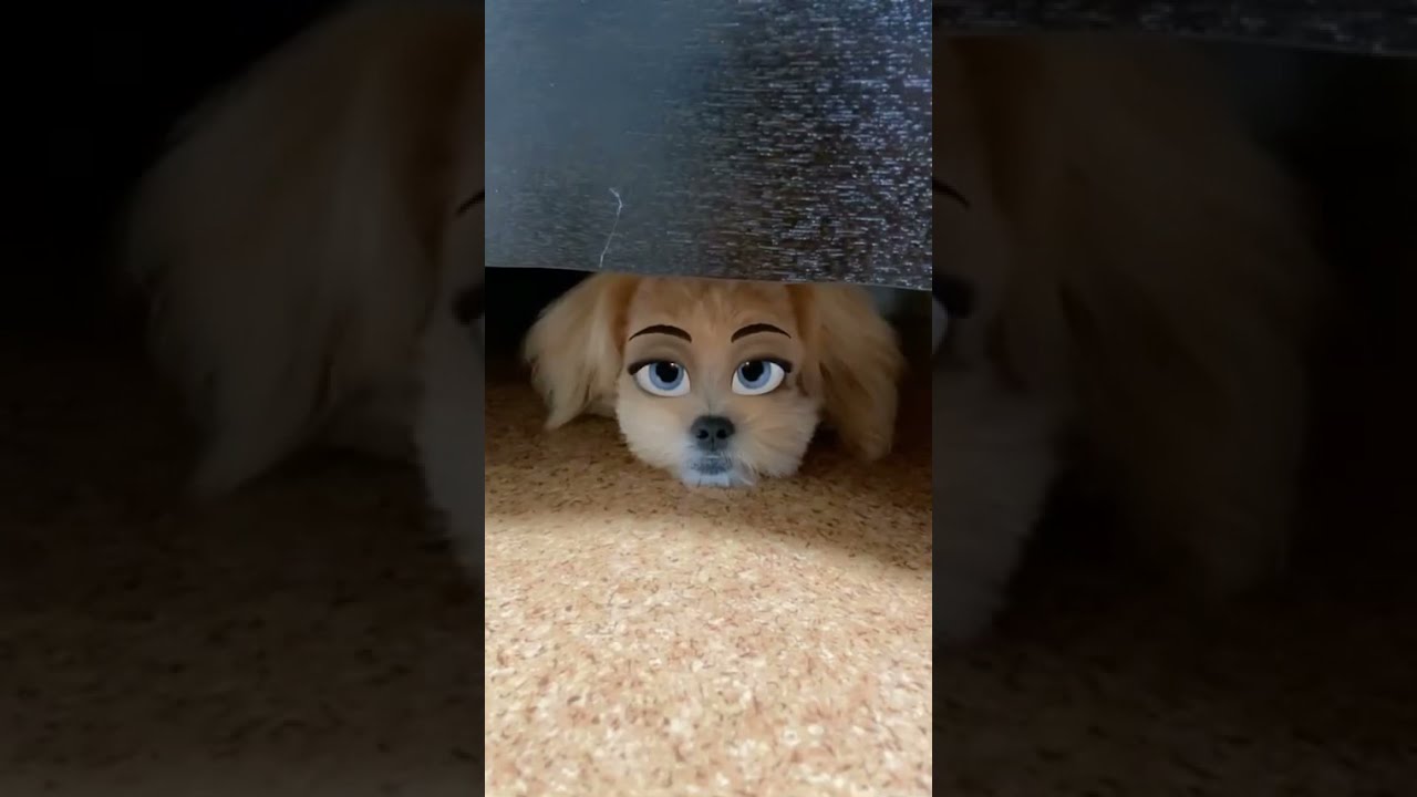 ディズニーアニメにうちの犬が出演したら Shorts Youtube