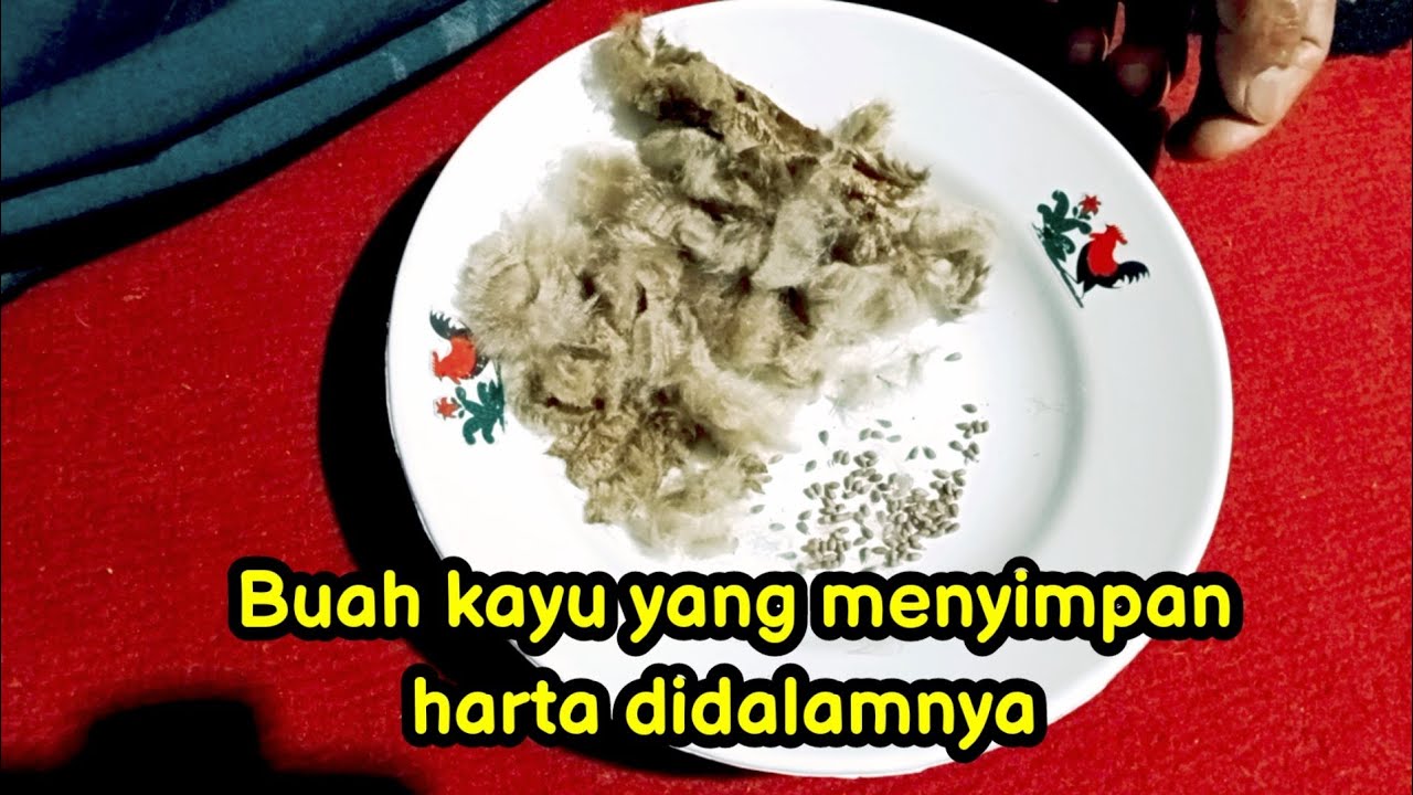 Cara memisahkan benih balsa dari cangkangnya