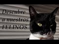 Los poderes de mi GATO