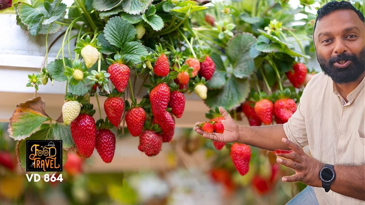 കേരളത്തിൽ സ്ട്രോബെറികൾ എങ്ങനെ കൃഷി ചെയ്യാം? How to plant berries in Kerala?
