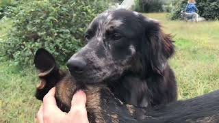 Breeding tie of two dogs mating