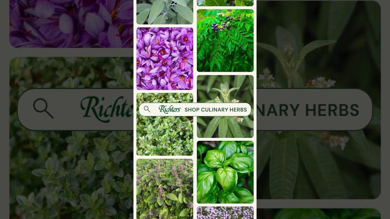 Shop Culinary Herbs at Richters 