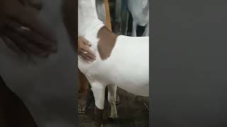 Lahore shahpur kanjra bakra update 2 lac