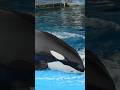 シャチのリンちゃんに会ってきたよ〜#シャチ #名古屋港水族館